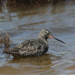 Chevalier arlequin (Camargue, mai 2013)
