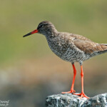 Chevalier gambette (Islande)