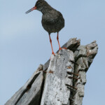 Chevalier gambette (Islande)