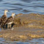 Combattant varié, Philomachus pugnax, Camargue