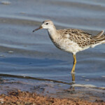Combattant varié, Philomachus pugnax, Camargue