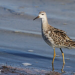 Combattant varié, Philomachus pugnax, Camargue