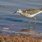 Combattant varié, Philomachus pugnax, Camargue
