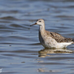 Combattant varié, Philomachus pugnax, Camargue