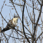 Coucou geai (Hyères, 83) coucou geai