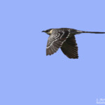 Coucou geai (Hyères, 83)