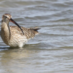 Courlis cendré (Camargue)