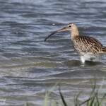 Courlis cendré (Camargue)