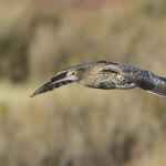 Courlis cendré (Hyères, 83)