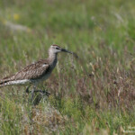 Courlis corlieu (Islande)