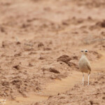 Courvite isabelle (Maroc)