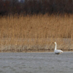 Cygne de Bewick - Camargue (janvier 2015)