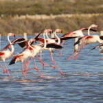 Flamant rose (Salins de Berre)