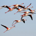Flamant rose (Salins de Berre)
