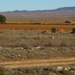 Gallocanta (Aragon - Espagne)