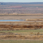 Gallocanta (Aragon - Espagne) Svg+xml,%3Csvg%20xmlns%3D%22http%3A%2F%2Fwww.w3