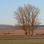 Gallocanta (Aragon - Espagne)