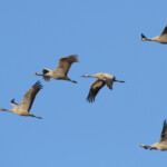 Grues cendrées (Gallocanta, Aragon - Espagne) Svg+xml,%3Csvg%20xmlns%3D%22http%3A%2F%2Fwww.w3