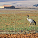 Grue cendrée (Gallocanta, Aragon - Espagne)