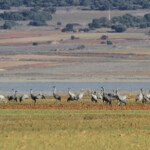 Grues cendrées (Gallocanta, Aragon - Espagne)