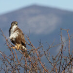 Buse variable (Gallocanta, Aragon - Espagne)