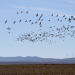 Grues cendrées (Gallocanta, Aragon - Espagne)