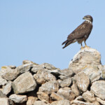 Buse variable (Gallocanta, Aragon - Espagne)