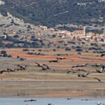 Gallocanta (Aragon - Espagne)