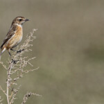 Tarier pâtre (Gallocanta, Aragon - Espagne)