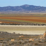 Gallocanta (Aragon - Espagne)