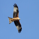 Milan royal (Gallocanta, Aragon - Espagne) Svg+xml,%3Csvg%20xmlns%3D%22http%3A%2F%2Fwww.w3