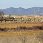 Gallocanta (Aragon - Espagne) Svg+xml,%3Csvg%20xmlns%3D%22http%3A%2F%2Fwww.w3