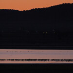 Gallocanta (Aragon - Espagne)