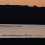 Gallocanta (Aragon - Espagne)