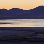 Gallocanta (Aragon - Espagne)