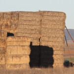 Renard (Gallocanta, Aragon - Espagne)