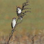 Moineau friquet (Gallocanta, Aragon - Espagne)