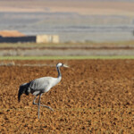 Grue cendrée (Gallocanta, Aragon - Espagne) Svg+xml,%3Csvg%20xmlns%3D%22http%3A%2F%2Fwww.w3