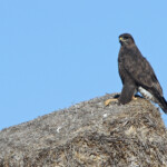 Buse variable (Gallocanta, Aragon - Espagne)