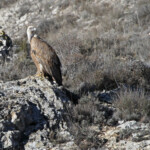 Vautour fauve (Aragon, Espagne)