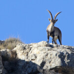 Bouquetin ibérique (Aragon, Espagne)