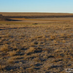 Gallocanta (Aragon - Espagne)