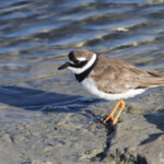 Grand gravelot (Camargue)