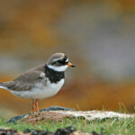 Grand gravelot (Islande)