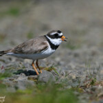 Grand gravelot (Islande)