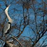 Héron cendré (Pont de Gau, Cmargue)