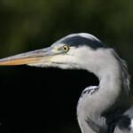 Héron cendré (Porto, Portugal)