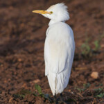 Héron garde-boeufs (Maroc)