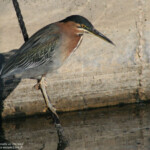 Héron vert (Berre l'Etang)