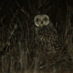 Hibou des marais - Gallocanta (Espagne)